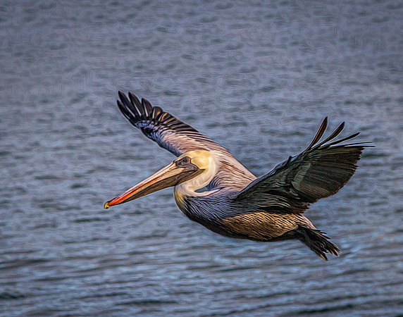 Pelican Flight