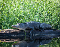 Alligator on a Log