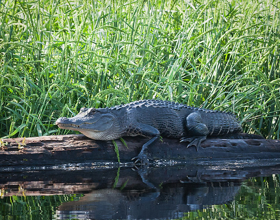 Alligator on a Log