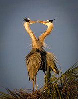 Heron's Kiss