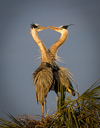 Heron's Kiss