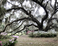 Plantation Oak