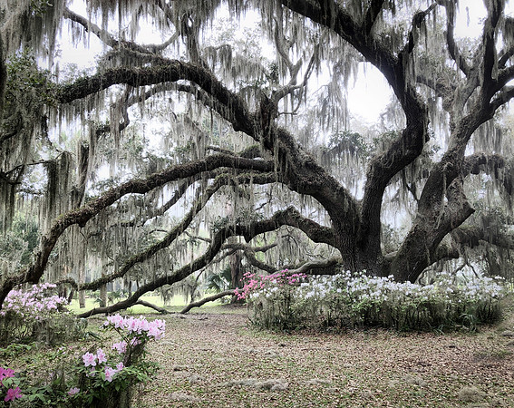 Plantation Oak