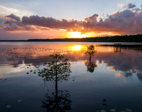 Sunset Between the Cypress