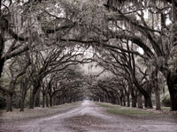 Wormsloe Oak Canopy