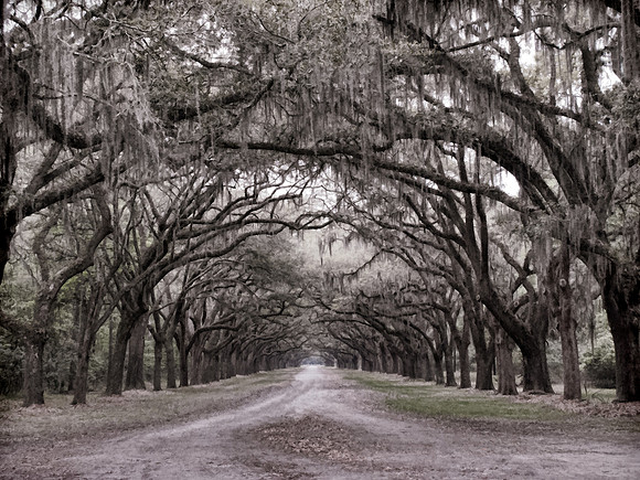 Wormsloe Oak Canopy