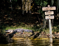 No Mooring Gator