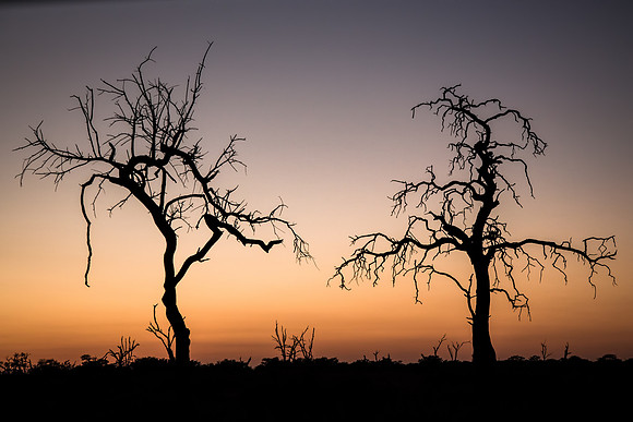 Two Tree Silhouette Sunrise