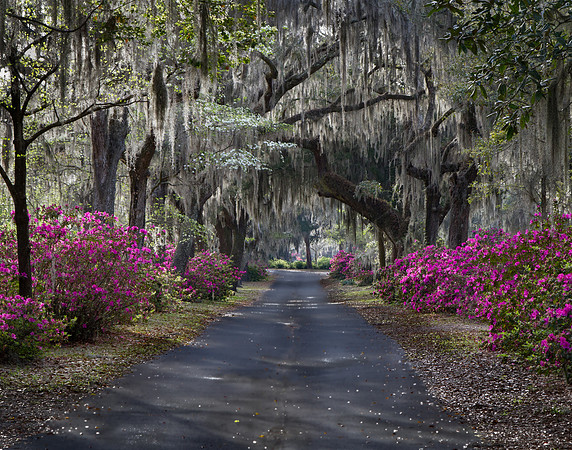 Azelea Drive - Bonaventure