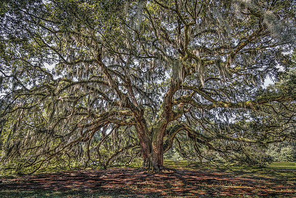 Majestic Oak - Savannah