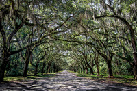 Wormsloe - Canopy Shadows
