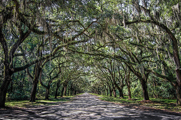 Wormsloe - Canopy Shadows