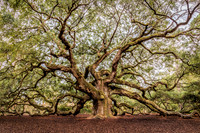 Angel Oak