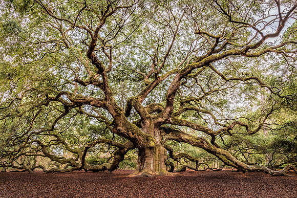 Angel Oak