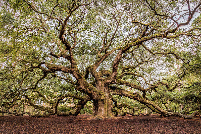 Angel Oak