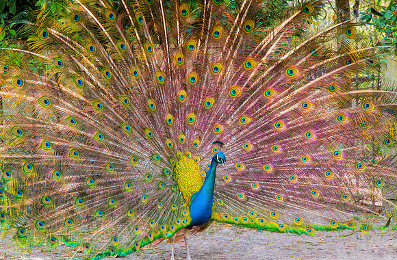 Peacock Showoff