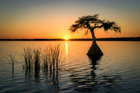 Sunset under the Umbrella Tree