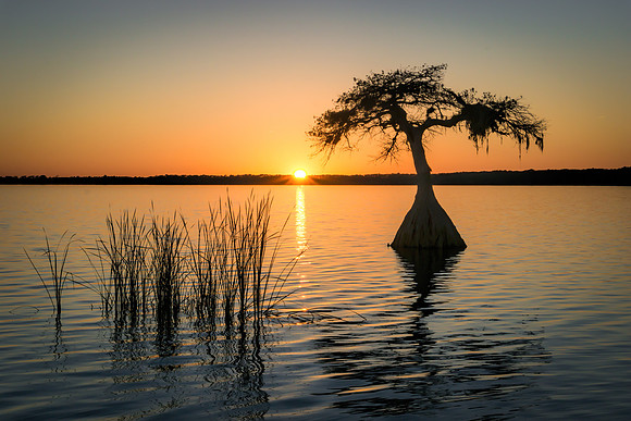 Sunset under the Umbrella Tree