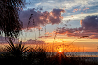 Blazing Sea Oats