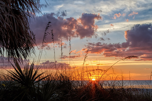 Blazing Sea Oats