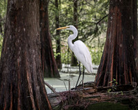 Swamp Egret