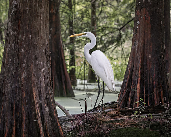 Swamp Egret
