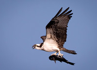 Homeward Bound - Osprey