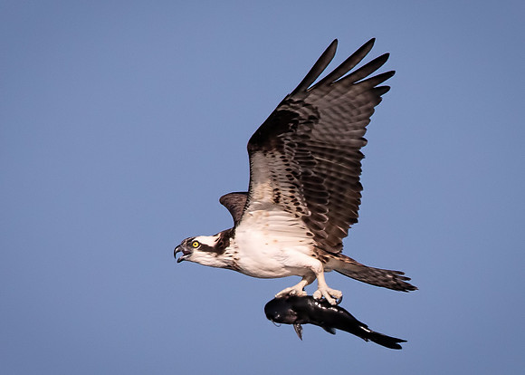 Homeward Bound - Osprey