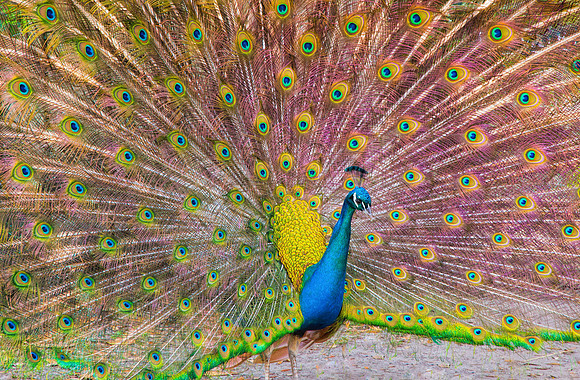Peacock Show Off