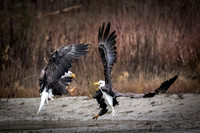Eagle Fight
