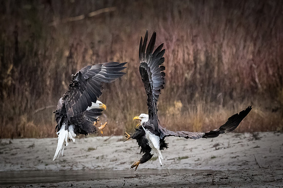 Eagle Fight
