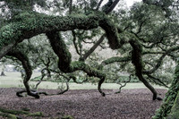 Oak's Embrace