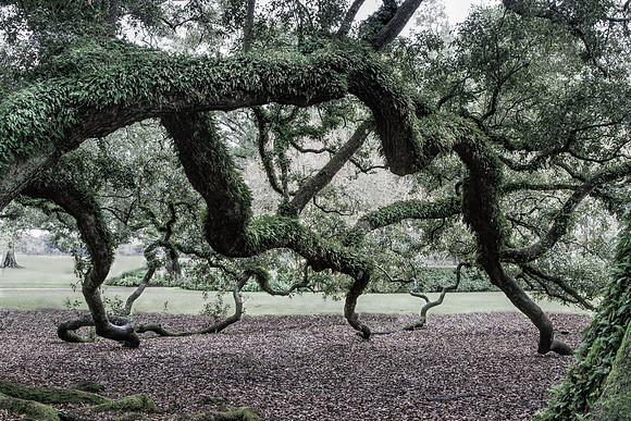 Oak's Embrace