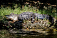 Bank Gator