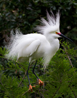 Snowy Egret with Breeding Plumage