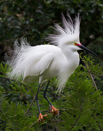 Snowy Egret with Breeding Plumage
