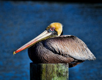 Pelican on Post
