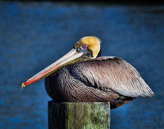 Pelican on Post