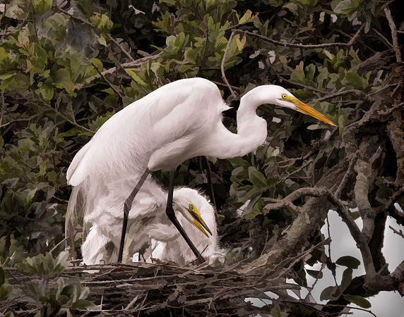 Great Egret and Babies