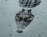 Rain Gator