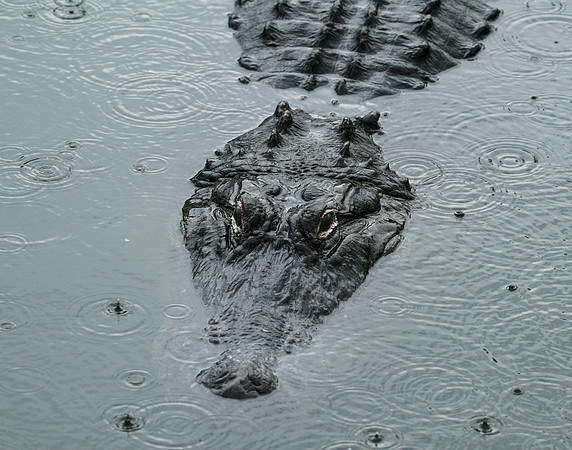 Rain Gator