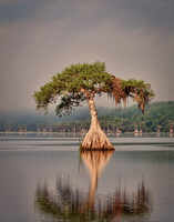 Cypress Tree - Morning Glow