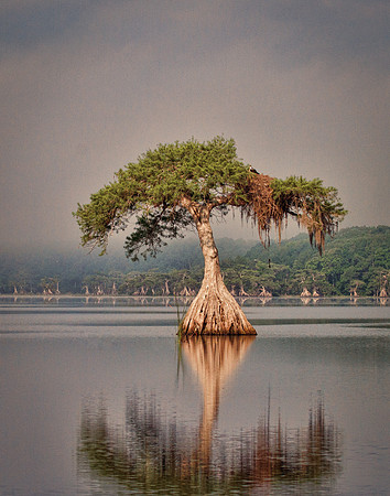 Cypress Tree - Morning Glow