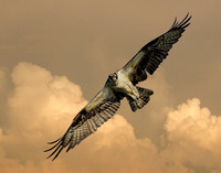 Sunset Osprey