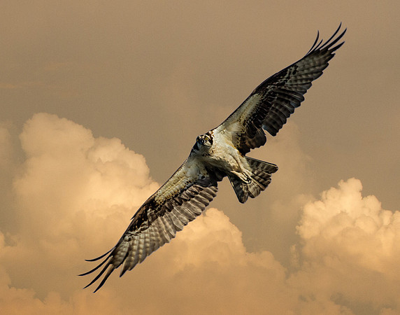 Sunset Osprey