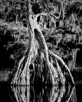 Still Standing