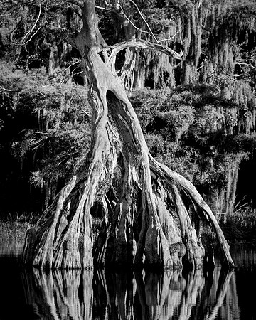 Still Standing