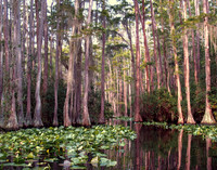 Cypress Creek