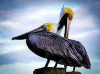 Pelican Pair