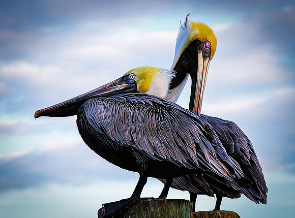 Pelican Pair